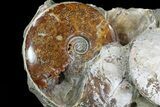 Wide Fossil Ammonite Cluster - Madagascar (Special Price) #82603-1
